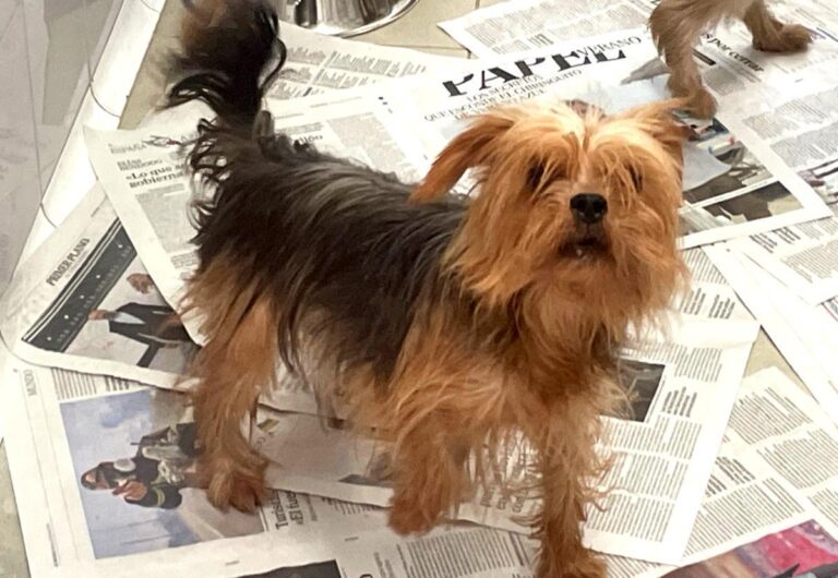 multimedia-foto86510-273-1