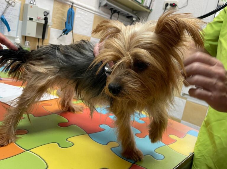 multimedia-foto86511-273-1