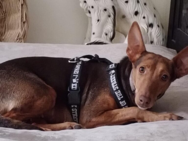 multimedia-foto86517-352-1