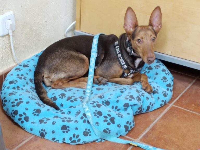 multimedia-foto86519-353-1