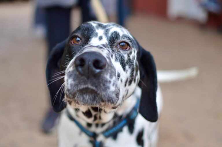 multimedia-foto86528-981-1