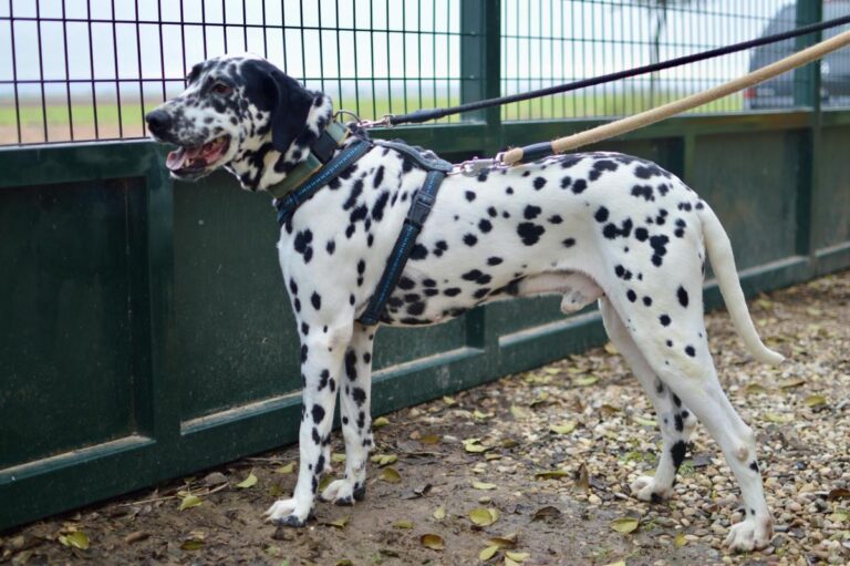 multimedia-foto86529-981-1