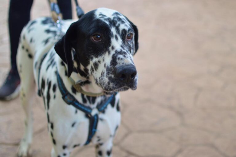 multimedia-foto86530-981-1