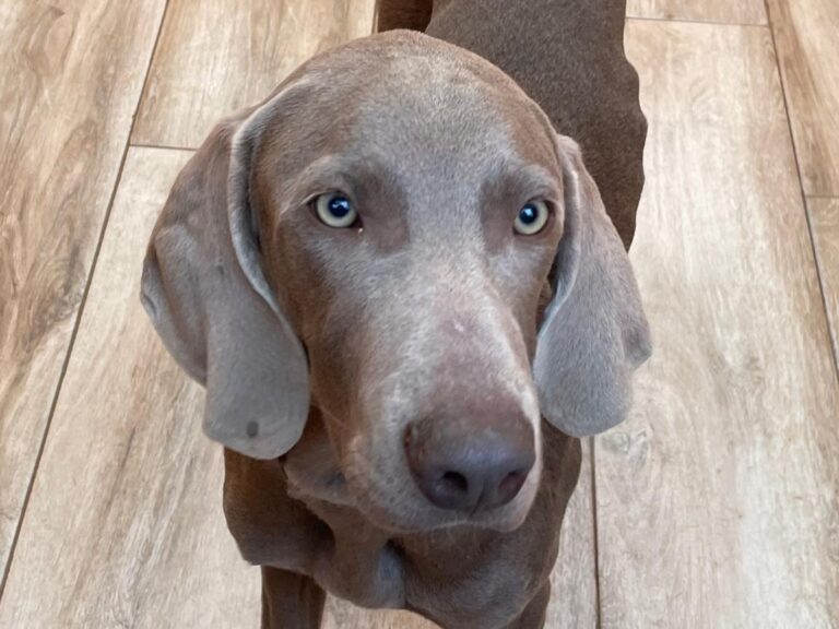 multimedia-foto86549-850-1