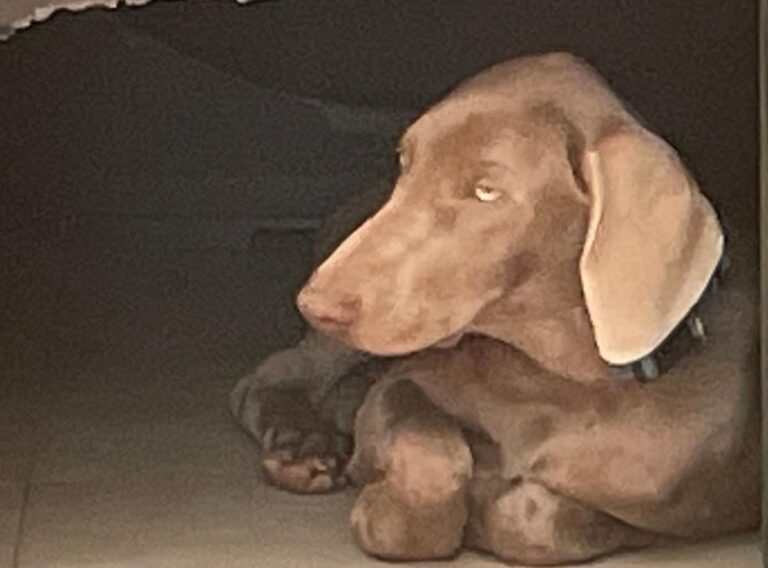 multimedia-foto86556-973-1