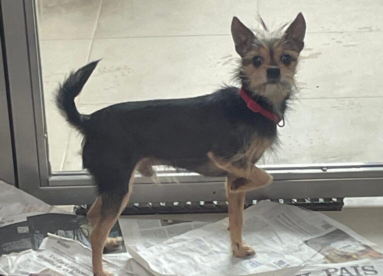 multimedia-foto86583-208-1