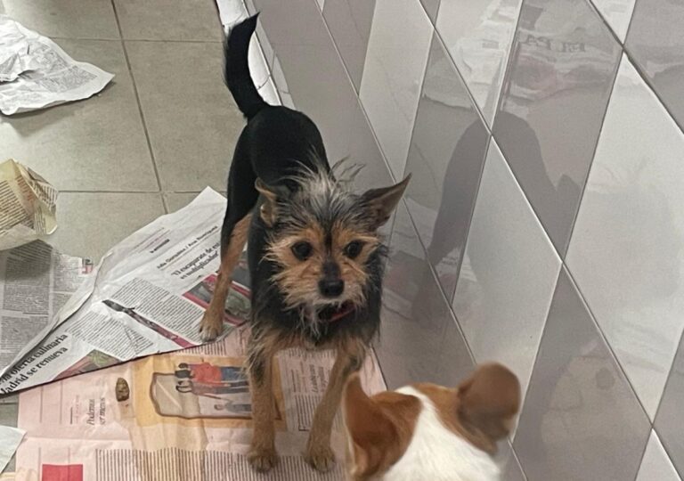 multimedia-foto86585-209-1