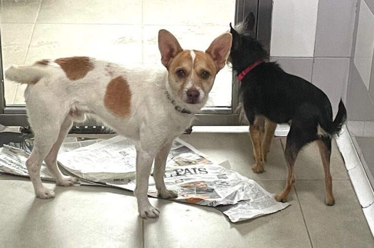 multimedia-foto86586-264-1