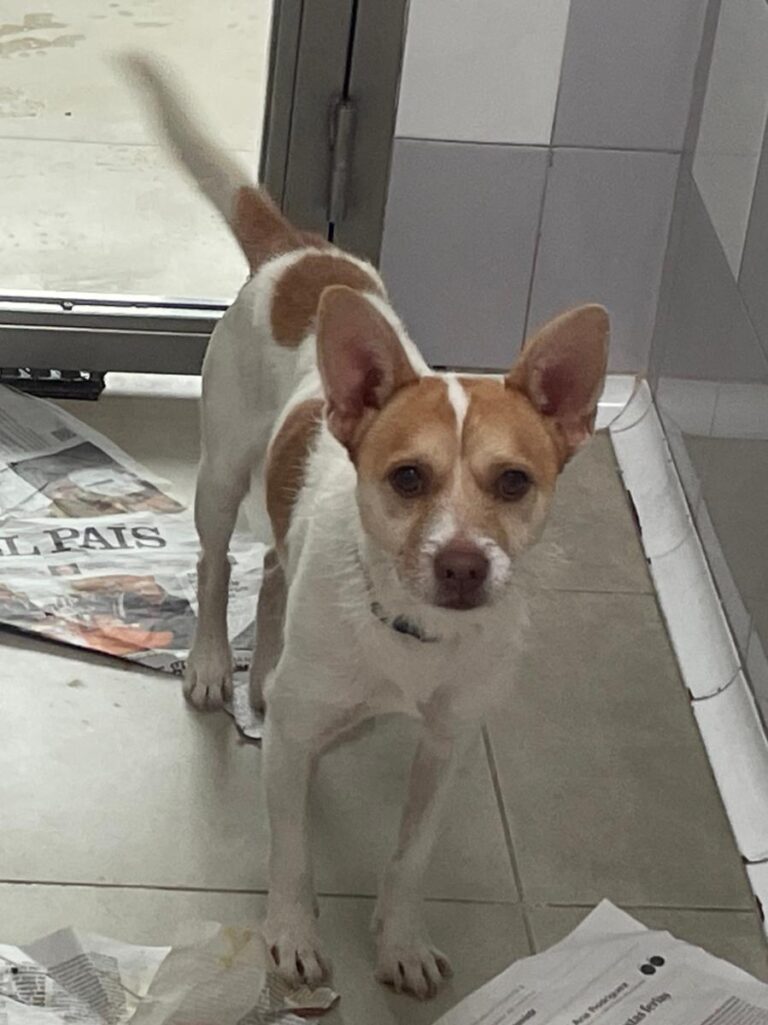 multimedia-foto86587-264-1