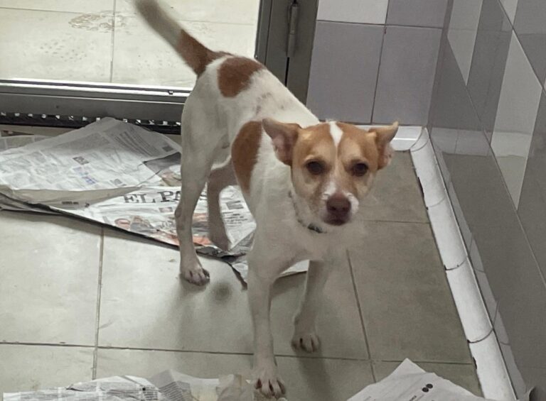 multimedia-foto86588-264-1