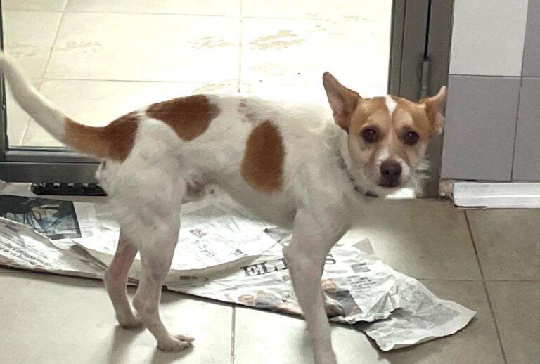 multimedia-foto86589-264-1