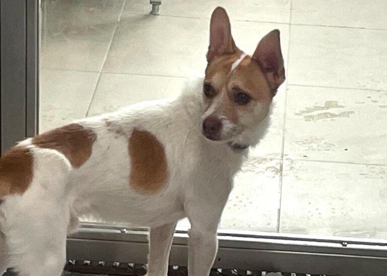 multimedia-foto86590-264-1