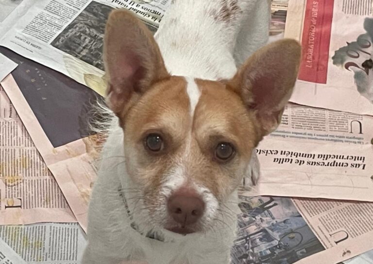 multimedia-foto86591-265-1