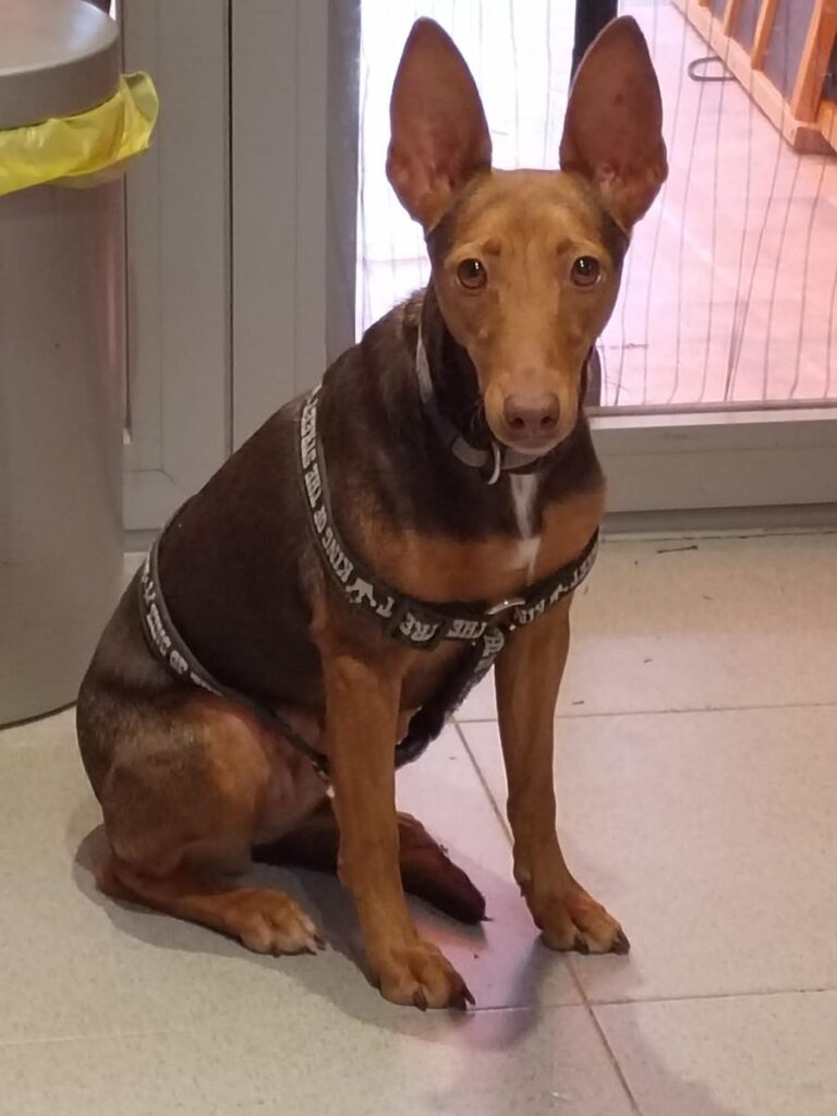 multimedia-foto86596-487-1