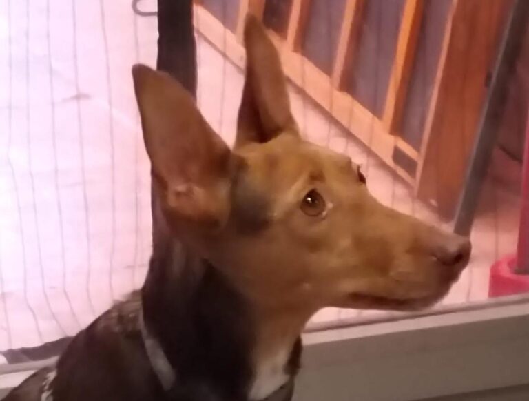 multimedia-foto86597-488-1