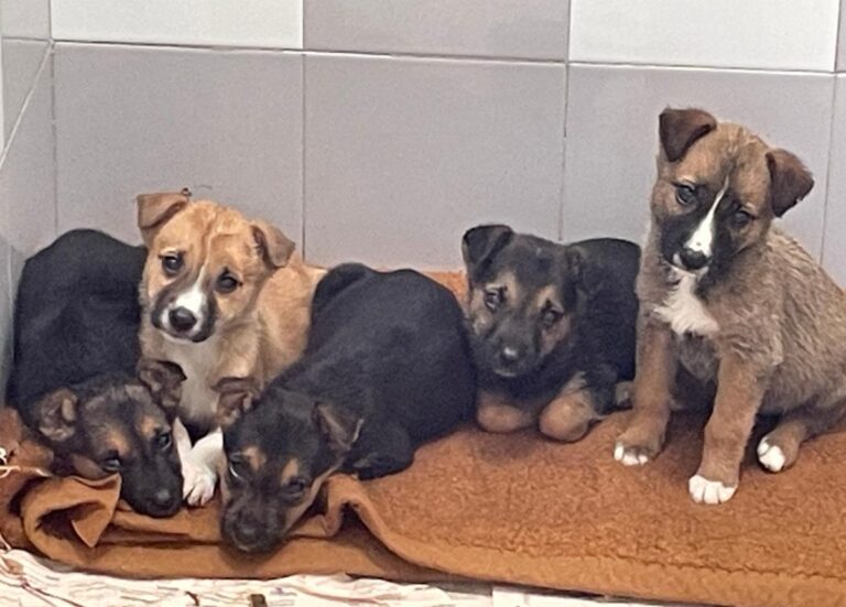 multimedia-foto86628-512-1