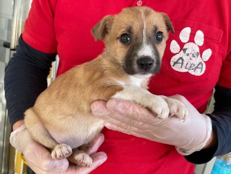 multimedia-foto86630-513-1