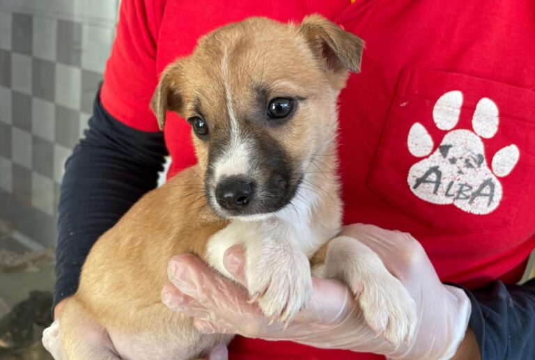 multimedia-foto86632-513-1