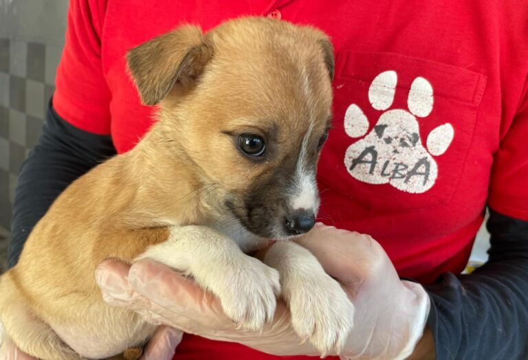 multimedia-foto86633-513-1