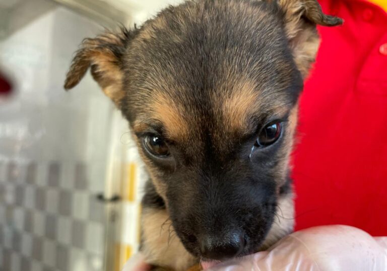 multimedia-foto86638-611-1