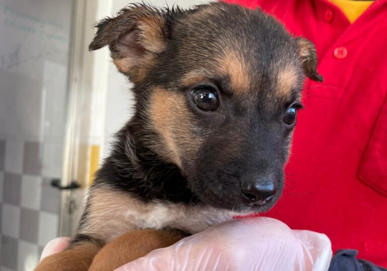 multimedia-foto86639-611-1