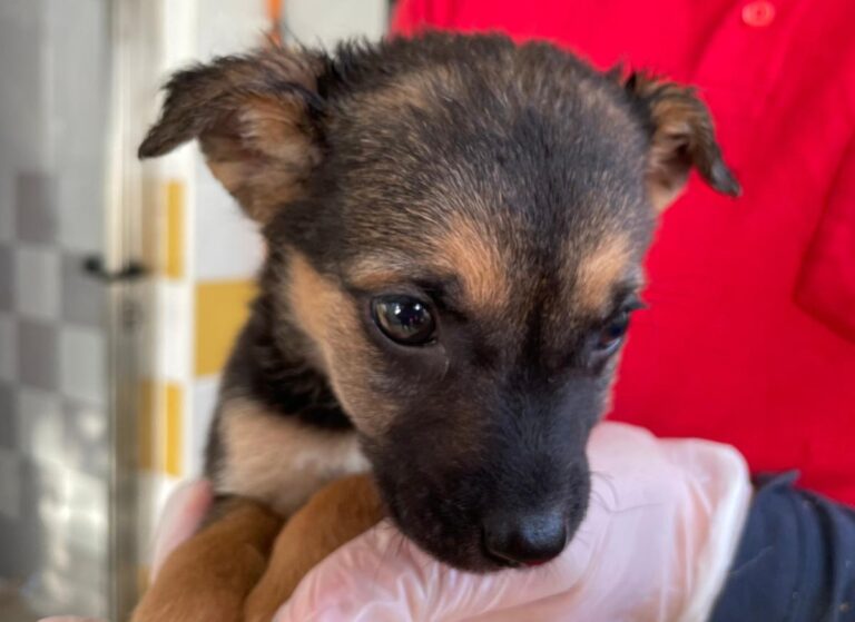 multimedia-foto86640-611-1