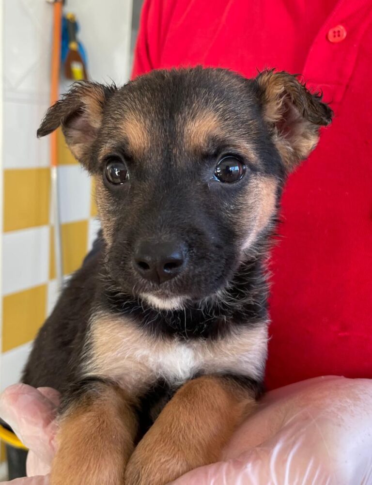 multimedia-foto86641-611-1