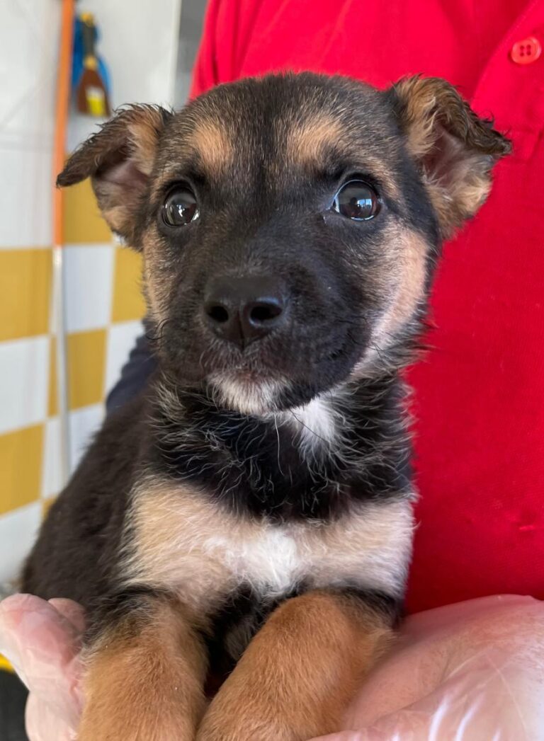 multimedia-foto86642-612-1