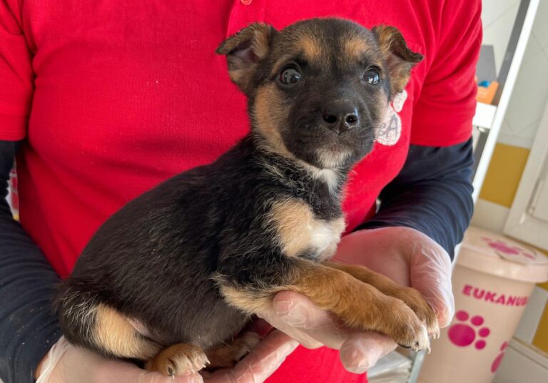 multimedia-foto86643-612-1