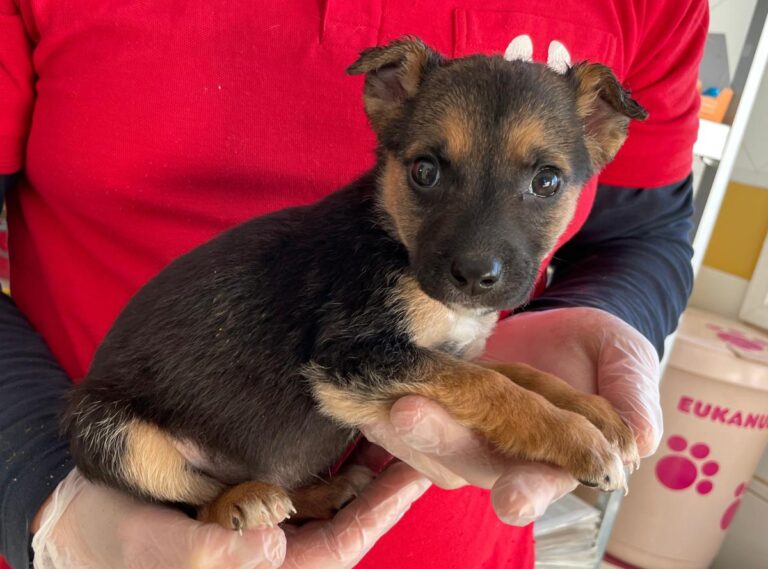 multimedia-foto86644-612-1