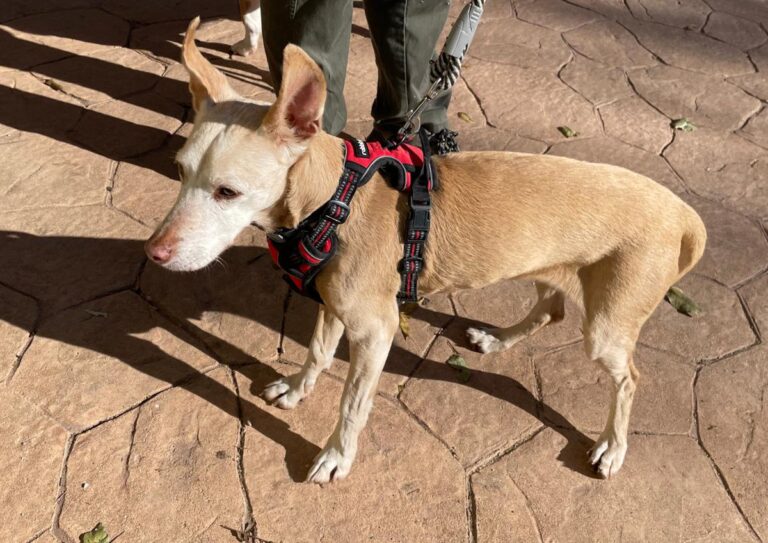 multimedia-foto86685-414-1