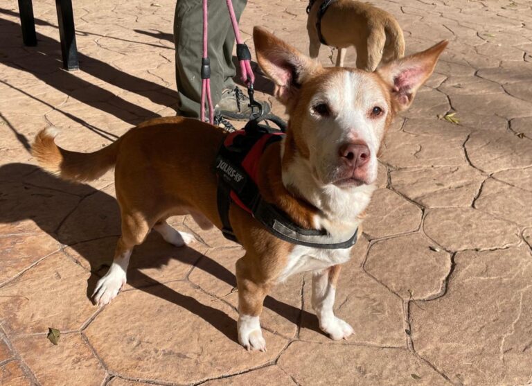 multimedia-foto86694-126-1