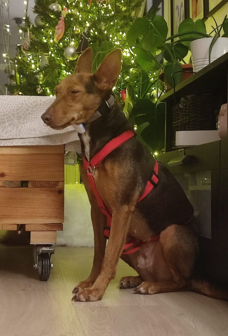 multimedia-foto86725-52-1