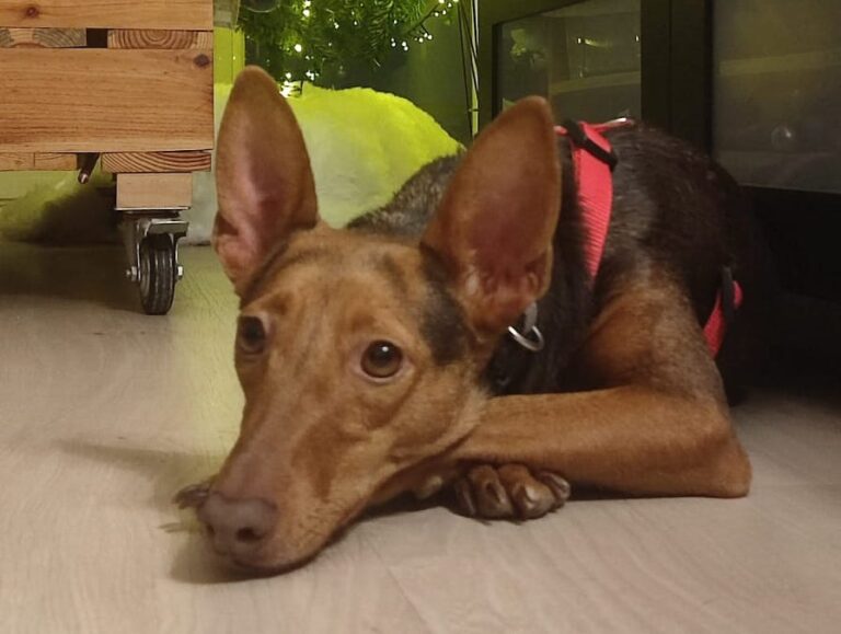 multimedia-foto86726-52-1