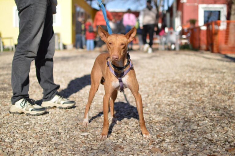 multimedia-foto86777-443-1