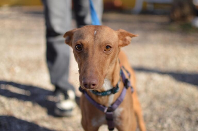 multimedia-foto86778-444-1