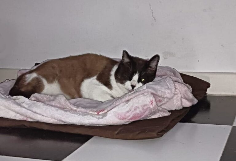 multimedia-foto86788-297-1