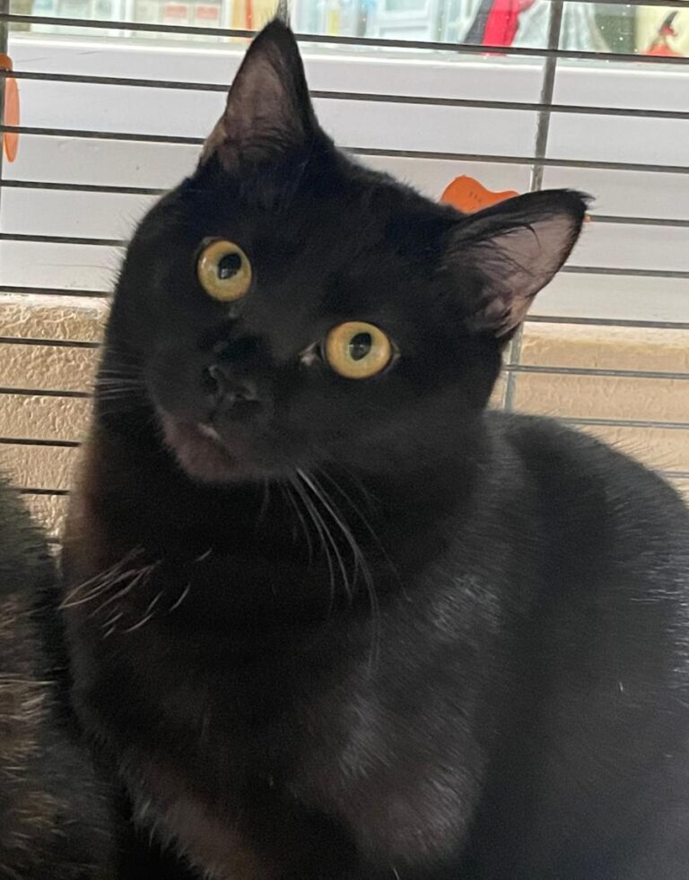 multimedia-foto86794-585-1