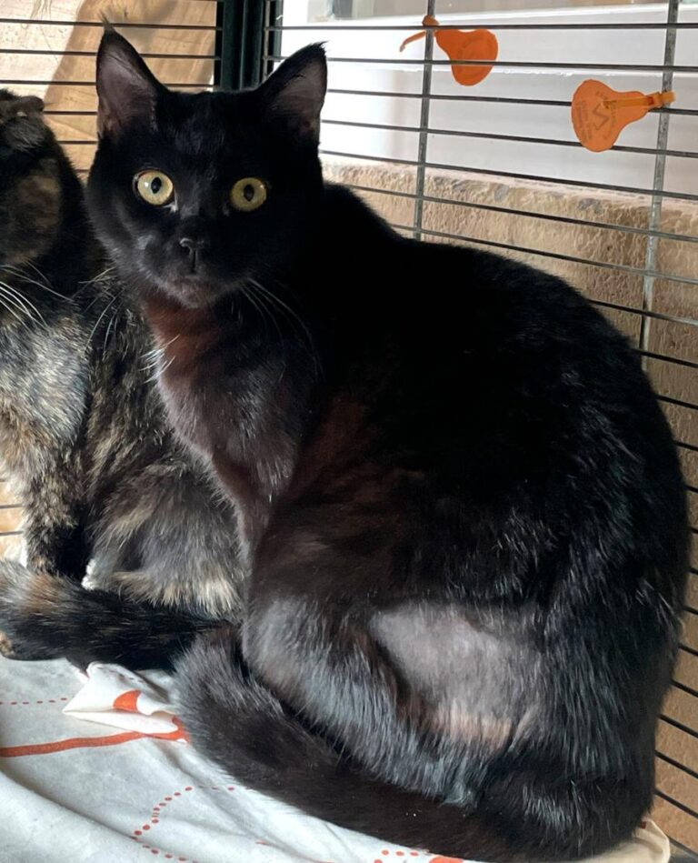 multimedia-foto86795-585-1