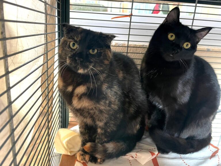 multimedia-foto86801-796-1