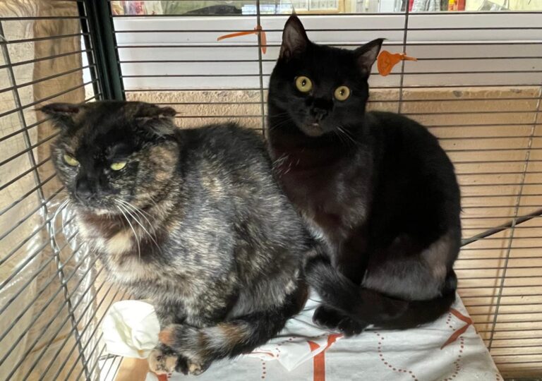 multimedia-foto86802-796-1