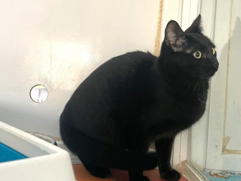 multimedia-foto86807-914-1