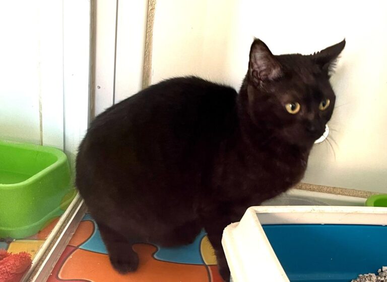 multimedia-foto86818-593-1