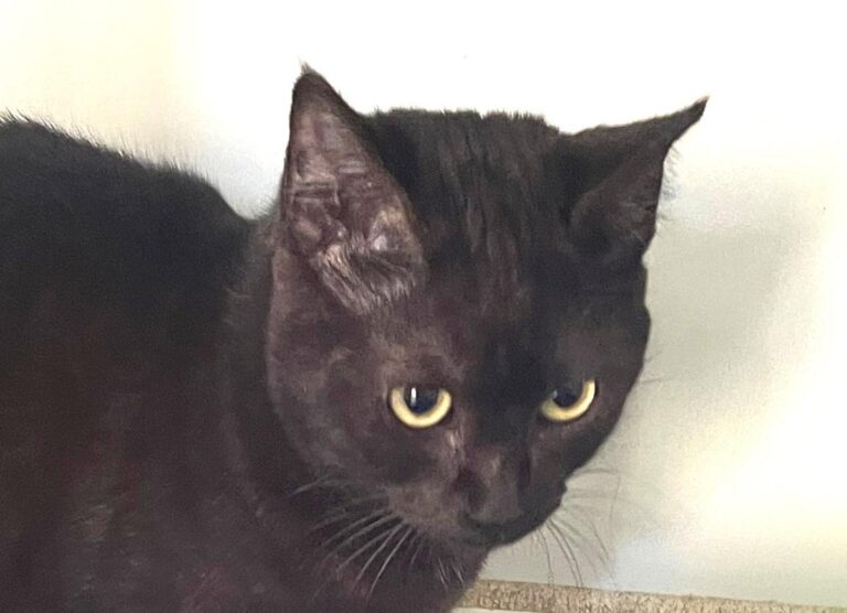 multimedia-foto86819-593-1