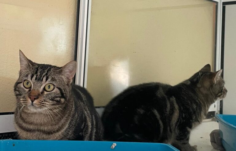 multimedia-foto86826-40-1