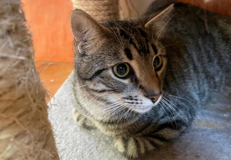 multimedia-foto86858-201-1