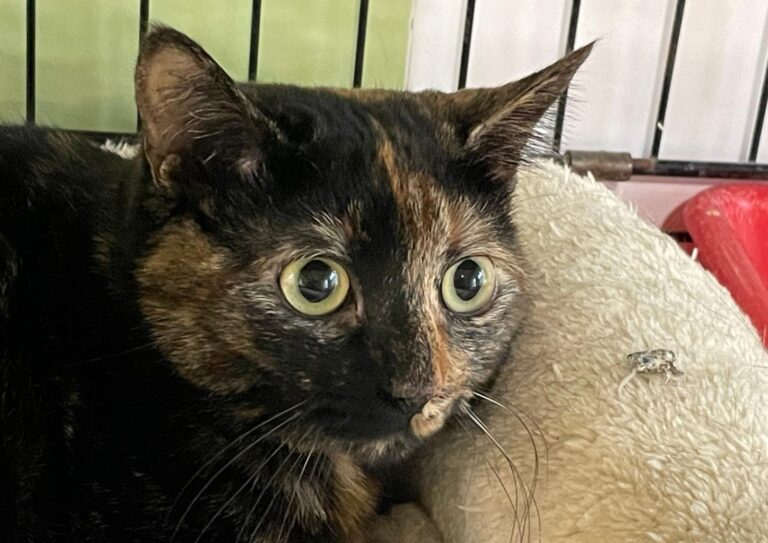 multimedia-foto86864-291-1