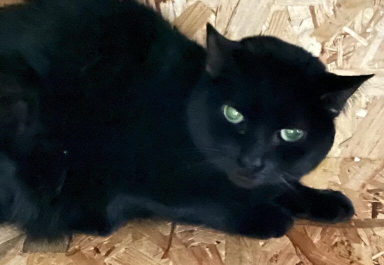 multimedia-foto86901-847-1