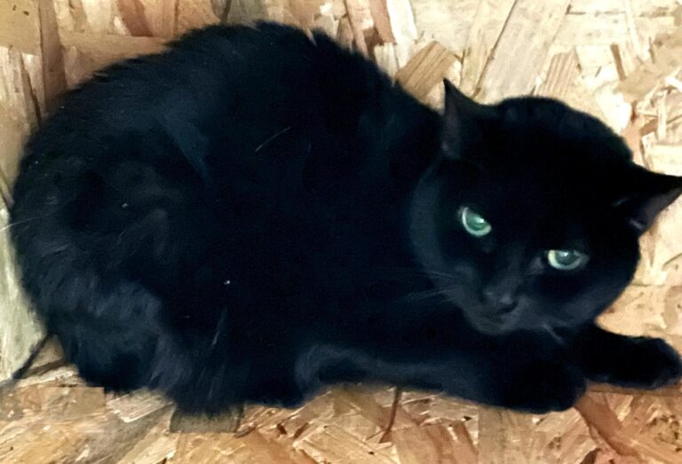 multimedia-foto86902-847-1