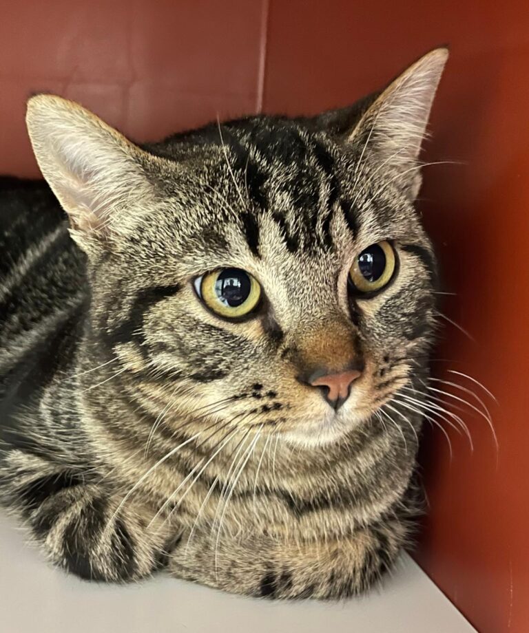 multimedia-foto86926-343-1